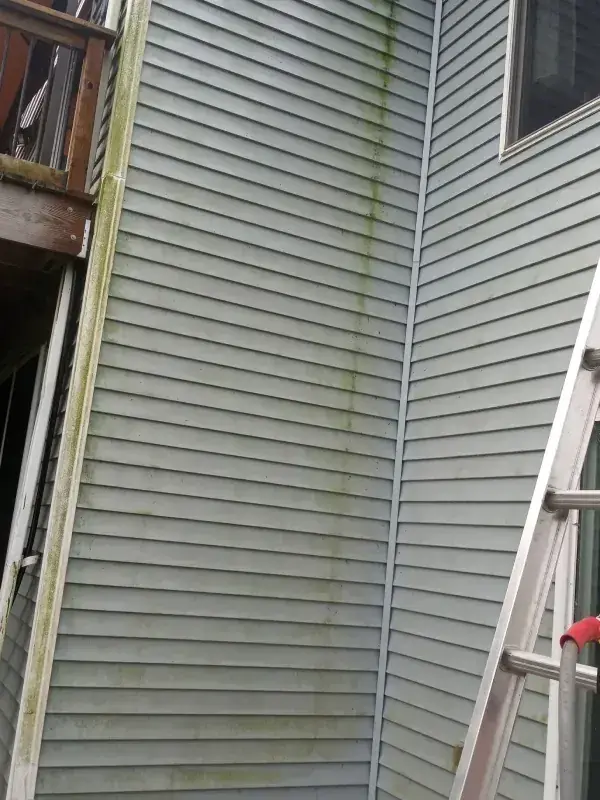 Blue vinyl siding streaked with green algae, with a ladder set against the wall
