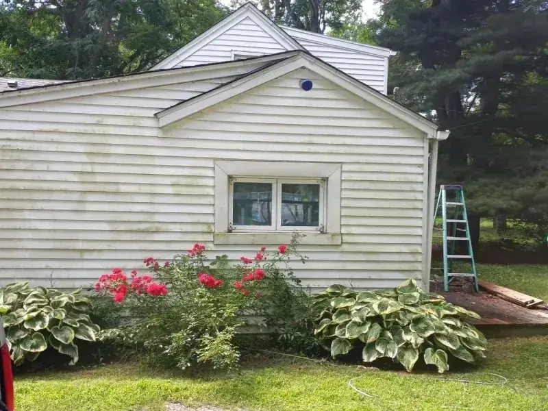 Two-storey home with mould-streaked cream siding, cleaned to bright white with the ladder still up and the rose bed untouched